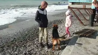 Ноябрь перевалил за середину! Пляж Морская Звезда. Собака таскает камни. Лазаревское  17.11.2023.