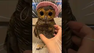 Kostum Bibib Lucu Banget‼️ #owl #funnypets #funnyvideo #cute #funnyanimals #pets #cuteanimals