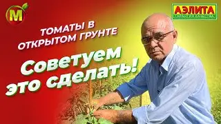 Наш опыт выращивания ТОМАТОВ В ОТКРЫТОМ ГРУНТЕ. Делимся советами!