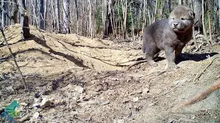 Two wolf pups in a den in northern Minnesota