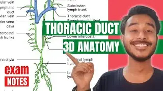 Thoracic Duct Anatomy In Hindi | Right Lymphatic Duct Anatomy | Thoracic Duct Tributaries Anatomy