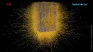 Discover our digital sub-micro meter scale reconstruction of the Neuro-Glia-vascular architecture!