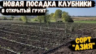 Расширяемся.  Новая посадка клубники в открытый грунт