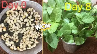 How to grow cowpea | Growing cowpea plants from seeds From days 0-8