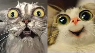 Коты 2022 смешные котики. Приколы с котами до слез. Funny cats tiktok 2022-2021