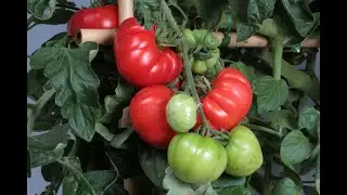 How to Grow Beefsteak Tomatoes from seeds