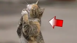 Животные, Которые Обратились к Людям за Помощью. Спасение Животных на Видео