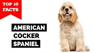 American Cocker Spaniel  - Top 10 Facts