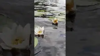 как у нас на озере ЛИЛИИ цветут✌