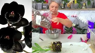 Как ПРАВИЛЬНО ПЕРЕСАДИТЬ черную ОРХИДЕЮ Катасетум, и заставить её цвести. Всего 6 гранул Аминосил!