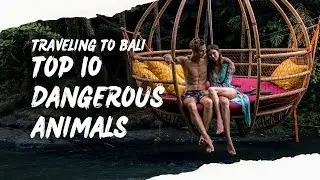 Travelling to Bali? Top 10 most dangerous Animals you can meet