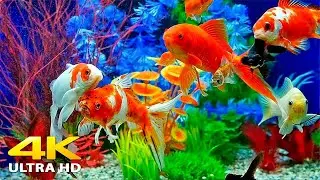 Aquarium 4K VIDEO (ULTRA HD) - Sea Animals With Relaxing Music - Rare & Colorful Sea Life Video