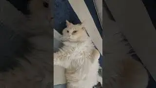 Big Cat Calvin
