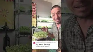 Сколько стоит открыть ферму Микрозелени