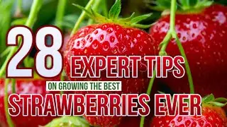 26 Expert Strawberry Gardenng Tips To Grow The Best Strawberries Ever