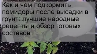 Как и чем подкормить помидоры после высадки в грунт: лучшие народные рецепты и обзор готовых соста.