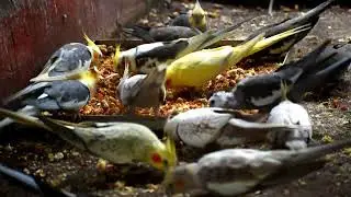 Thousand Birds In a Cage | Parrot Eating Nuts | Alipore Zoo Birds