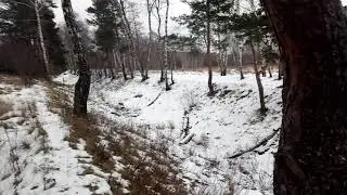 Радиополя. Люберцы. Некрасовка. 09.02.2020г. Синие метки на деревьях. ч.1