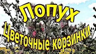 Лопух. Цветочные корзинки.