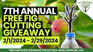 IV Organic® 7th Annual FREE Fig Cuttings Giveaway