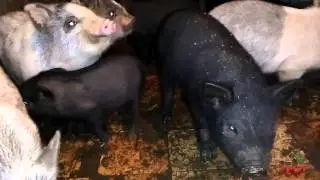Mangalo piglets of the Korean breed, hybrid, 2nd brood. Age 1 month