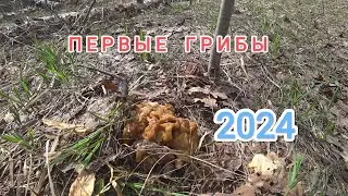 Первые грибы и сбор берёзового сока ! ТИХАЯ ОХОТА 2024