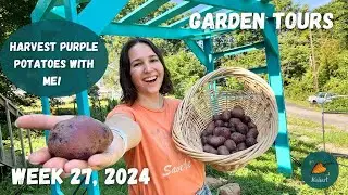 Lots of potatoes despite the oppressive heat! | Garden Tour WEEK 27, 2024