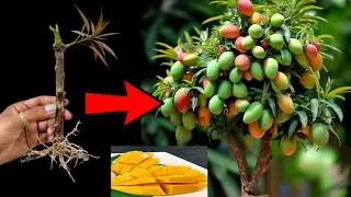 Mango grafting method to get fruit earlyMango grafting method to get fruit early👍👍