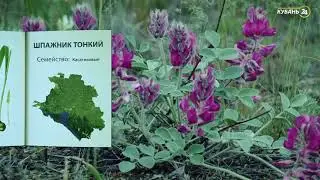 «Красная книга Кубани». Шпажник тонкий