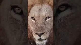 A face of a dangerous lion looks like this