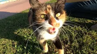 Calico cat meowing so funny, she says wow wow