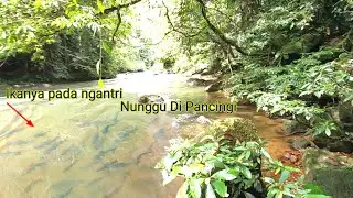 Mahseer fish paradise in the interior of the Borneo jungle