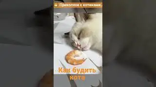 😺 Улыбнитесь с котиками: лучшие приколы!  