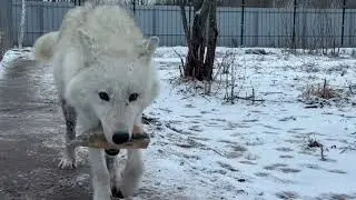 Волчица - воровка 🙃😱 кот среди волков 🐺