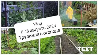 6 -18 августа 2024 /Дожди не прекращаются!/Пытаемся работать в огороде/Дочка поступила в колледж