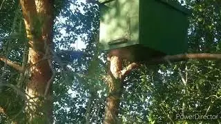 Снимаю рой, проверяю ловушки