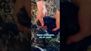 Спасаем ягненка - тяжелые роды у овцы 