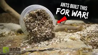 FIRE ANTS vs. BLACK ANTS: Another Ant War