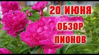 20 июня.  Мои пионы цветут