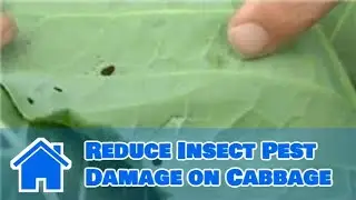 Growing Greens : How to Reduce Insect Pest Damage on Cabbage