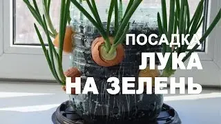 Посадка и выращивание лука на зелень в домашних условиях