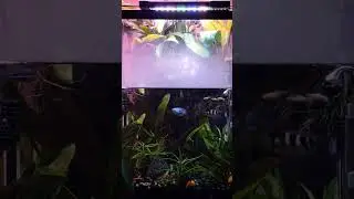 Carnivorous plants and Planted Aquarium.  Setup 3 Months Ago