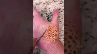 This video makes you feel trypophobia 🐝😩 