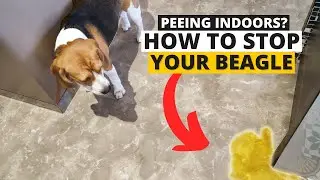 How to Teach your Beagle to not Pee in the House