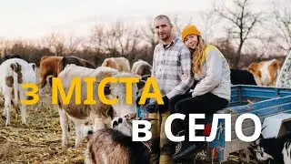 Переїхали в село, де вільно гуляють корови