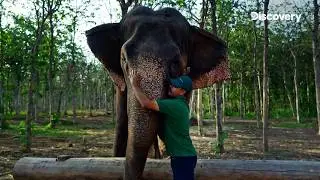 Meet Gauri, Vantara's OG Elephant! 🐘 | Vantara Ke Superstars