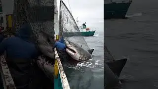 Shark Fishing at Sea