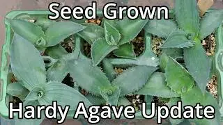 Growing Hardy Agave From Seed Update (2024)