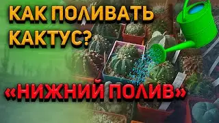 Как поливать кактусы. Нижний полив. Все о кактусах.