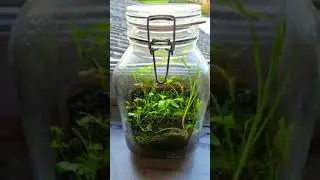 A jar of dirt, 80 days later